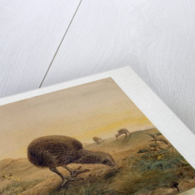 Kiwi Mantells, 1852 by Joseph Wolf