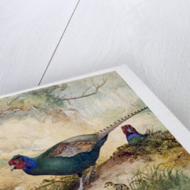 Japanese Pheasants, 1865 by Joseph Wolf