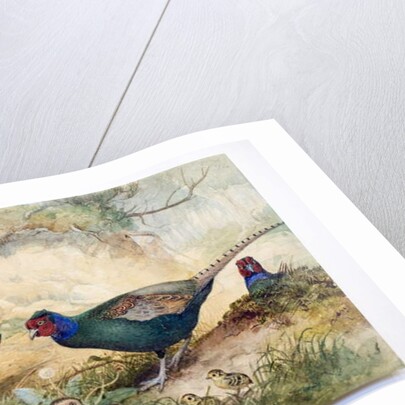 Japanese Pheasants, 1865 by Joseph Wolf