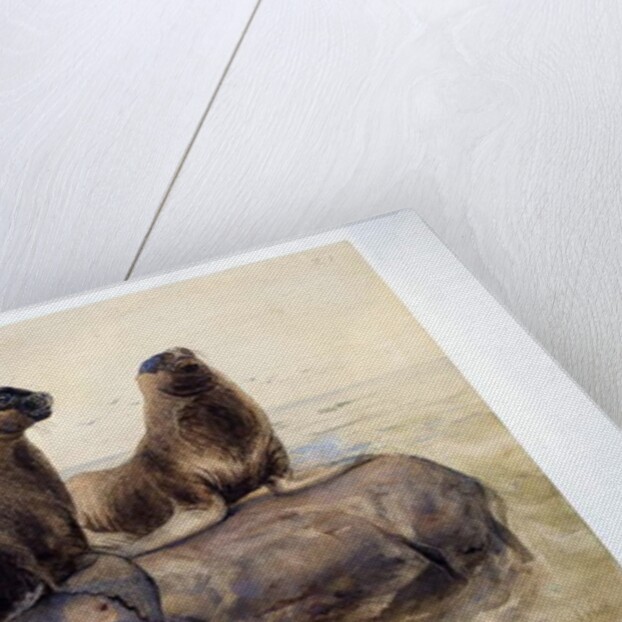 Pantagonian Sea Lions, c.1865 by Joseph Wolf