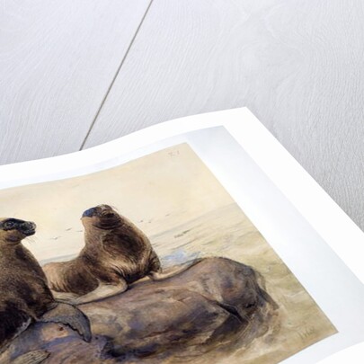 Pantagonian Sea Lions, c.1865 by Joseph Wolf
