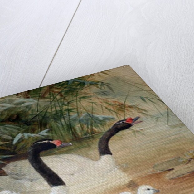 Black-necked swan, 1852-54 by Joseph Wolf