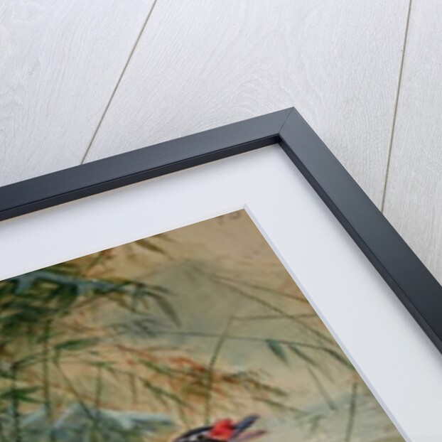 Black-necked swan, 1852-54 by Joseph Wolf