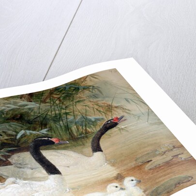 Black-necked swan, 1852-54 by Joseph Wolf