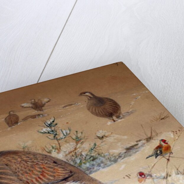 Caspian Snow-partridge, 1852-54 by Joseph Wolf