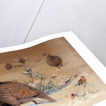 Caspian Snow-partridge, 1852-54 by Joseph Wolf