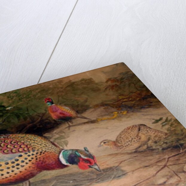 Ring-necked Pheasant, 1852-54 by Joseph Wolf