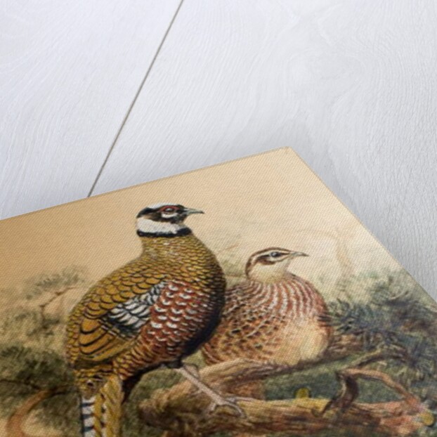 Bar-tailed Pheasant, 1852-54 by Joseph Wolf