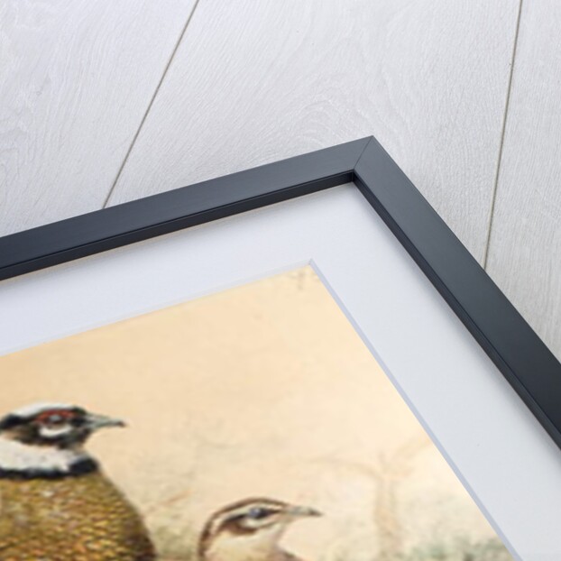 Bar-tailed Pheasant, 1852-54 by Joseph Wolf