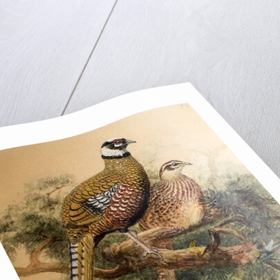 Bar-tailed Pheasant, 1852-54 by Joseph Wolf