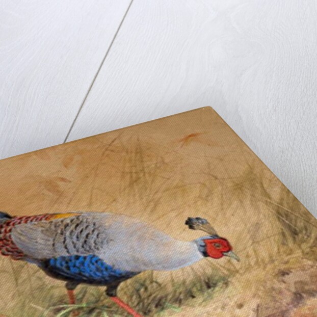 Siamese Pheasant, 1852-54 by Joseph Wolf