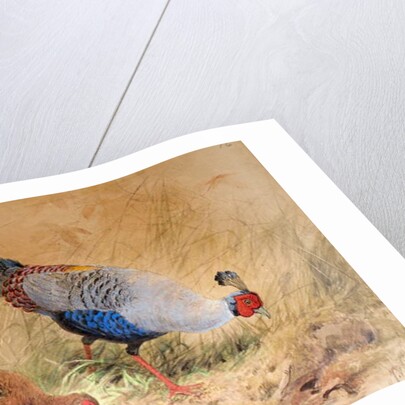 Siamese Pheasant, 1852-54 by Joseph Wolf