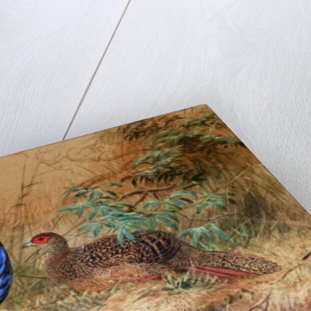 Swinhoe's Pheasant, 1852-54 by Joseph Wolf