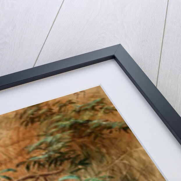 Swinhoe's Pheasant, 1852-54 by Joseph Wolf