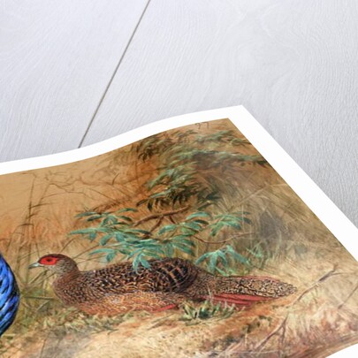 Swinhoe's Pheasant, 1852-54 by Joseph Wolf