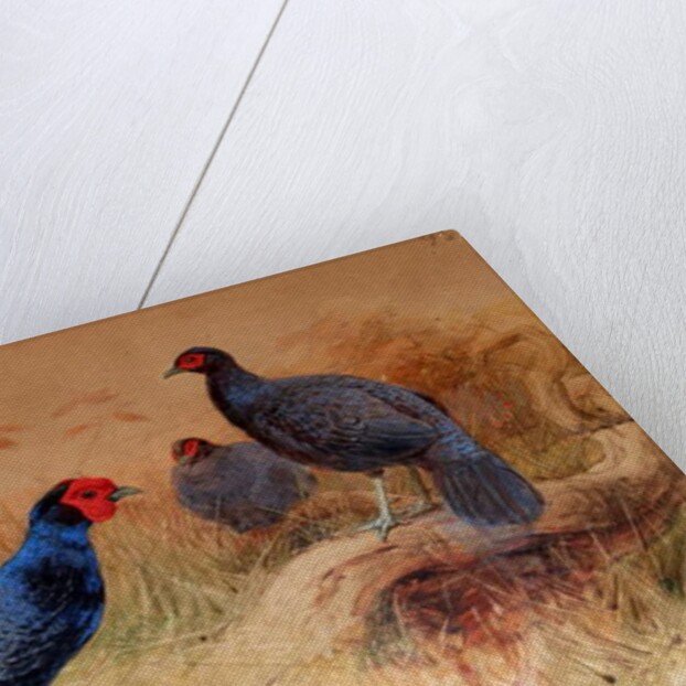 Rufous-tailed Pheasant, 1852-54 by Joseph Wolf