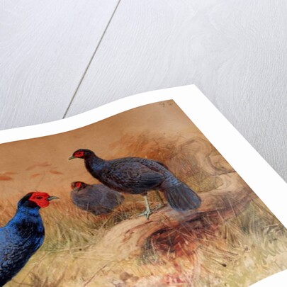 Rufous-tailed Pheasant, 1852-54 by Joseph Wolf