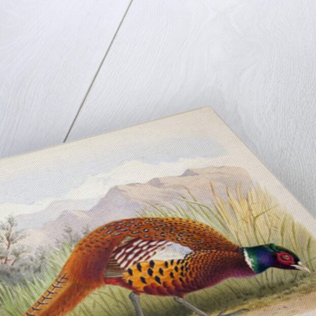 Phasianus zarafshanicus, c.1896-1921 by Henry Jones