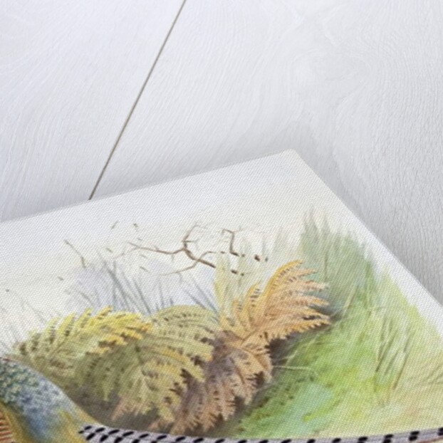 Phasianus Versicolor, c.1896-1921 by Henry Jones