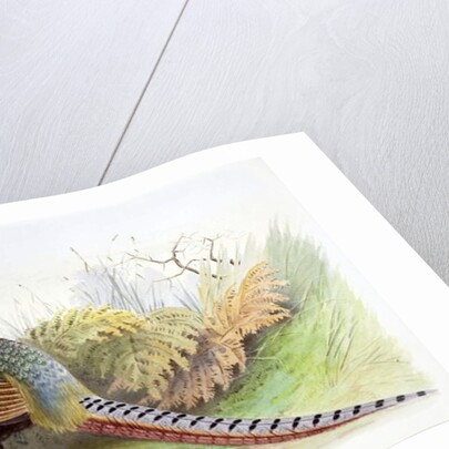 Phasianus Versicolor, c.1896-1921 by Henry Jones