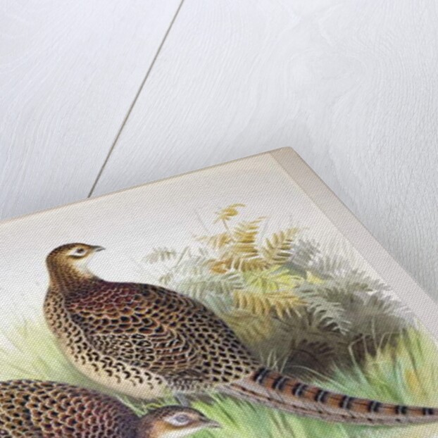 Phasianus ussuriensis and Phasianus delocllatus, 1906-7 by Henry Jones