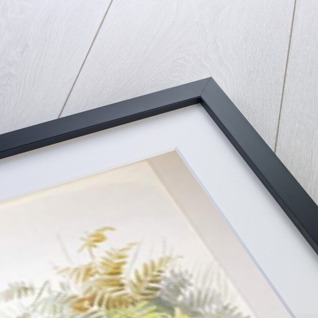 Phasianus ussuriensis and Phasianus delocllatus, 1906-7 by Henry Jones