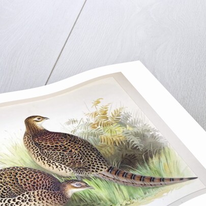 Phasianus ussuriensis and Phasianus delocllatus, 1906-7 by Henry Jones