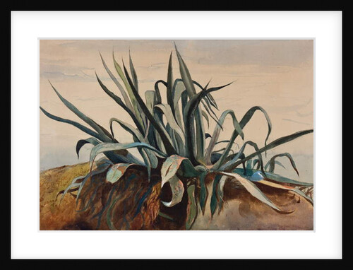 Study of an agave, with additions by a Borbone pupil by Giacinto Gigante