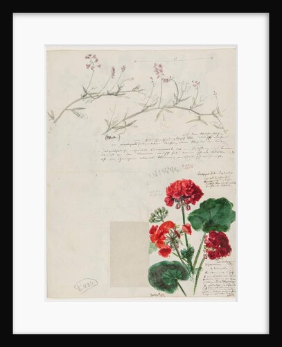Studies of plants and figures made in Rome and Pankow, Berlin, 1868 by German School