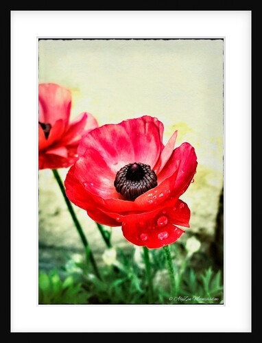 Red Anemone, 2013 by AlyZen Moonshadow