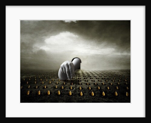 Tulip thief, 2013 by Johan Lilja