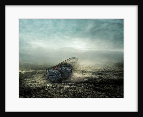 Fly, 2013 by Johan Lilja