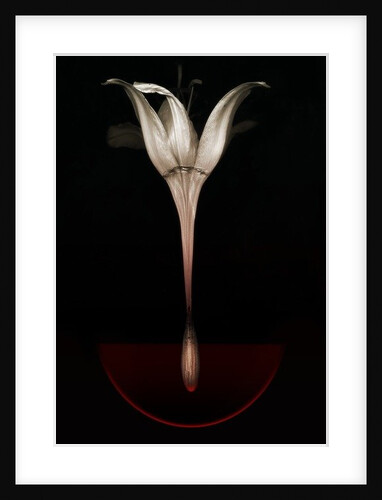Bleeding lily, 2013 by Johan Lilja