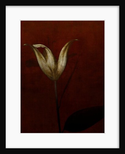 Lily, 2015 by Johan Lilja