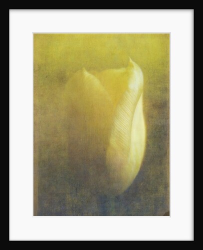 Tulip, 2015 by Johan Lilja