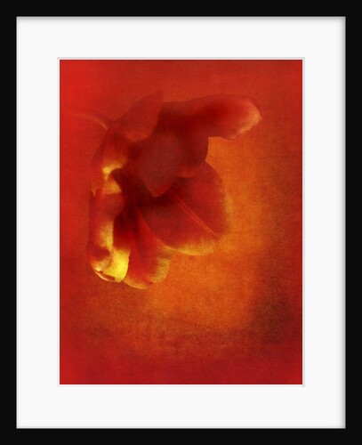 Flower in red, 2016 digital photo art) by Johan Lilja