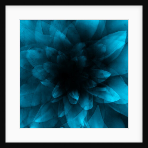 Flower blue, 2016 by Johan Lilja