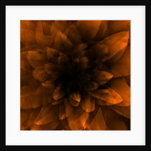 Flower orange, 2016 by Johan Lilja