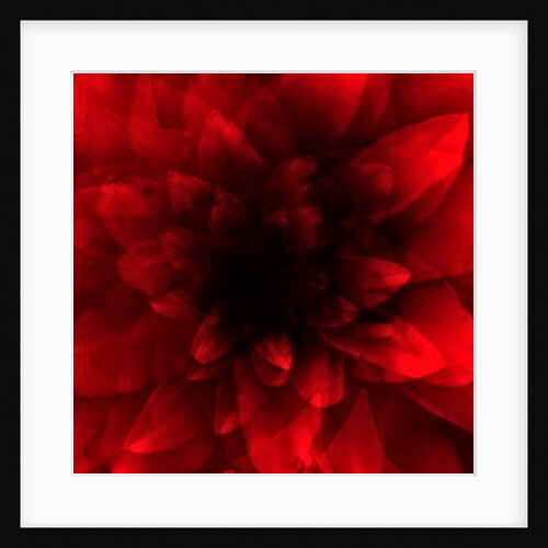 Flower red shade, 2016 by Johan Lilja