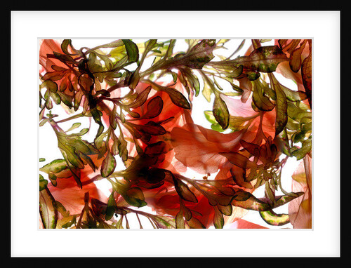Hibiscus Coleus Array, 2009 by Julia McLemore