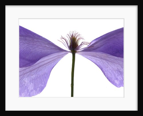 Clematis Float, 2009 by Julia McLemore