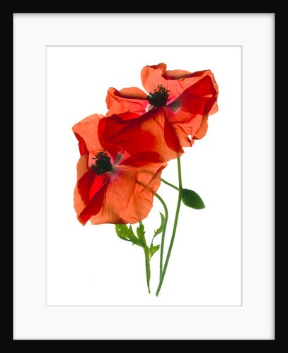 Margie's Poppy Duo,2012, by Julia McLemore