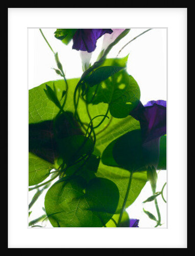 Morning Glory Rising, 2010 by Julia McLemore