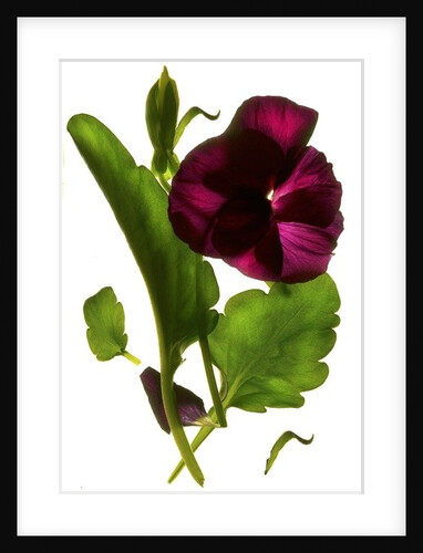 Pansy Purple, 2014 by Julia McLemore