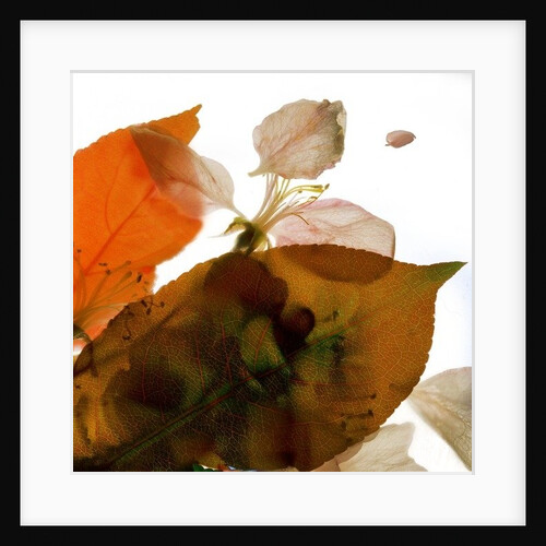 Crabapple Rose I, 2014 by Julia McLemore
