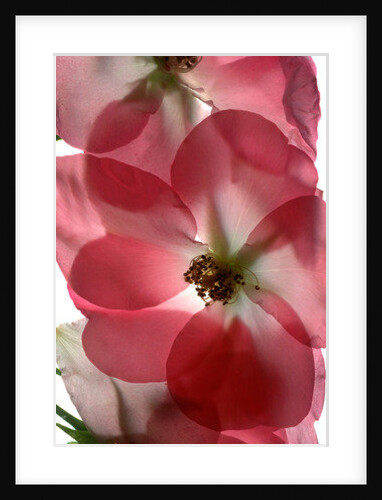 Alice Rose Trio, 2014 by Julia McLemore