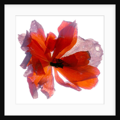 Begonia Round, 2011 by Julia McLemore