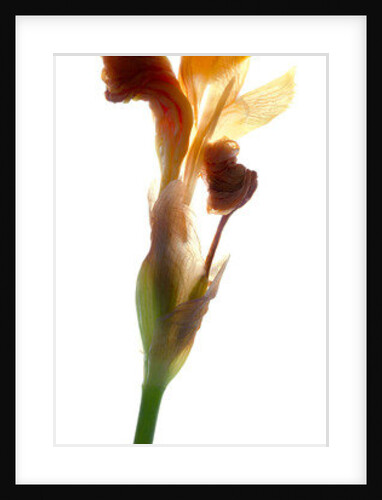 Iris Yellow, 2011 by Julia McLemore