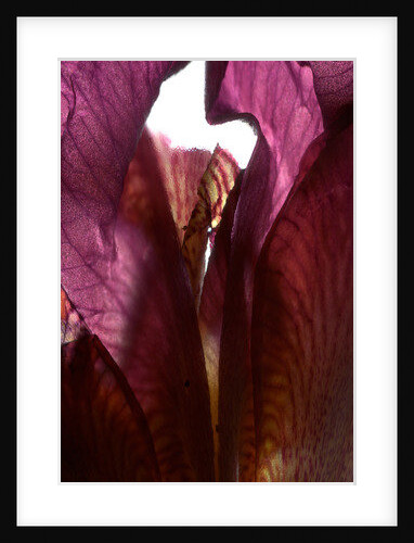 Iris Shrine Purple, 2011 by Julia McLemore