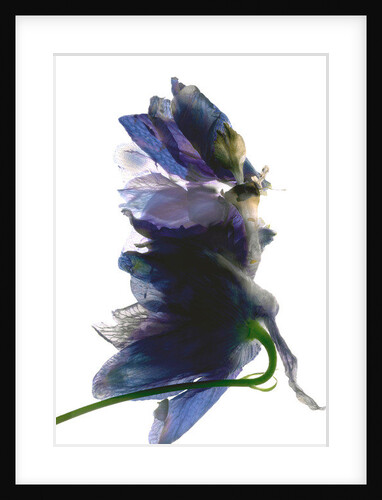 Delphinium Dance, 2009 by Julia McLemore